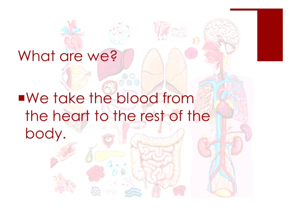 What are we? We take the blood from the heart to the rest of